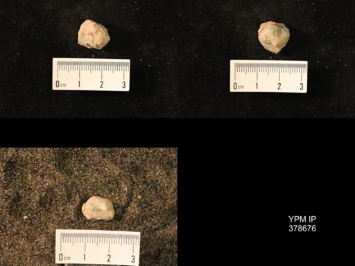 Marginifera wabashensis
