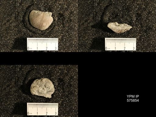 Dinorthis subquadrata