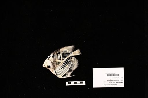 Heniochus acuminatus