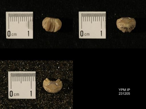 Wellerella osagensis