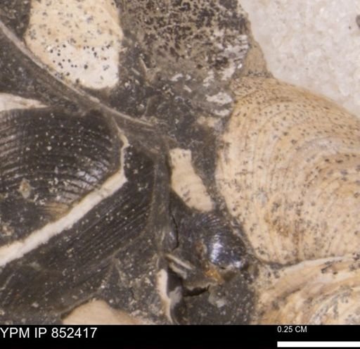 Limopsis striatopunctatus