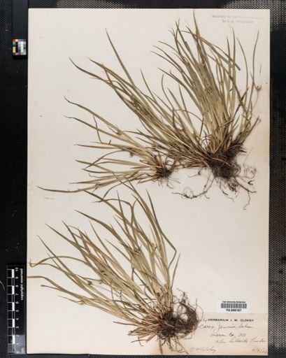 Carex jamesii