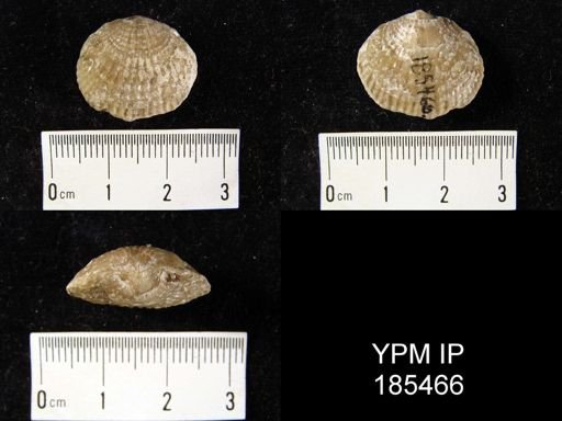 Atrypa aspera