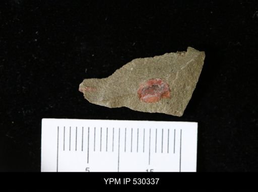 undet. Arthropoda