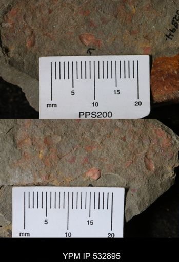 Stylophora?