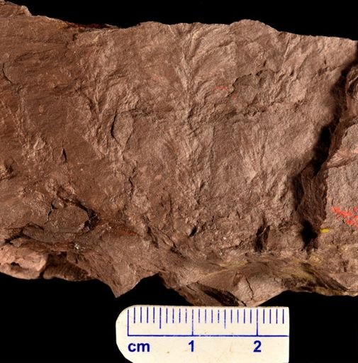 Archaeopteris obtusa