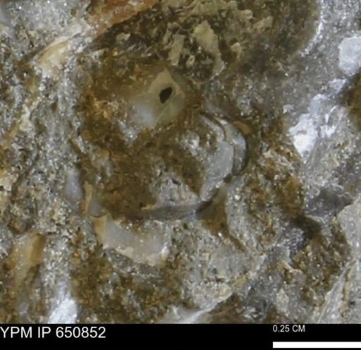 undet. Bivalvia