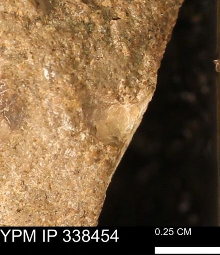 undet. Mollusca