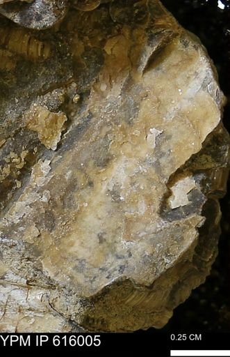 undet. Mollusca