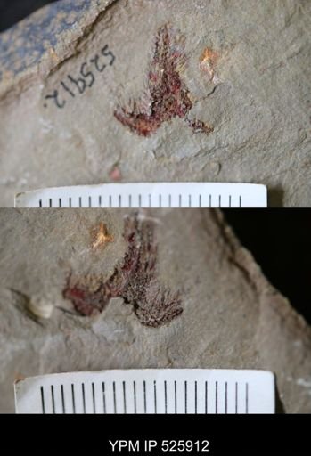undet. Asterozoa