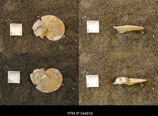 Sphenodiscus lenticularis