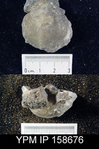 Pentamerus oblongus