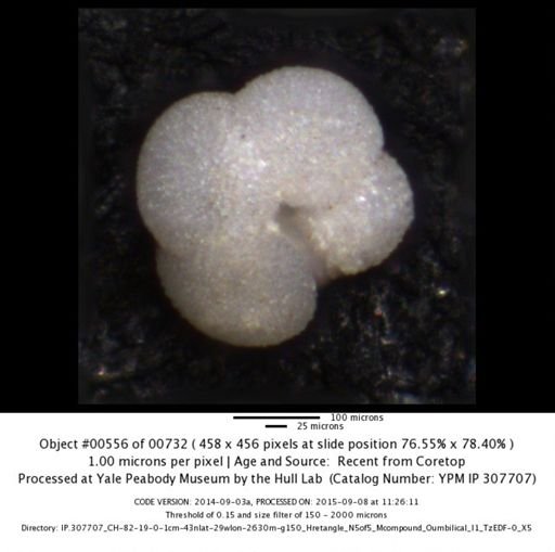 undet. Foraminiferida