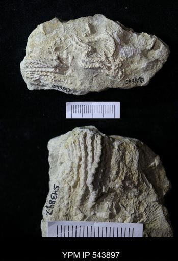 undet. Crinoidea