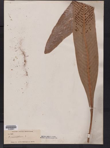Polypodium