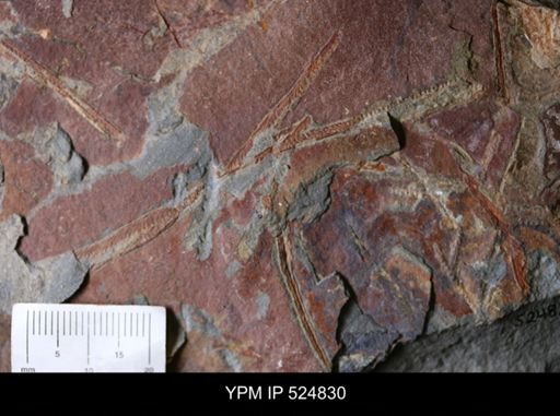 undet. Graptoloidea