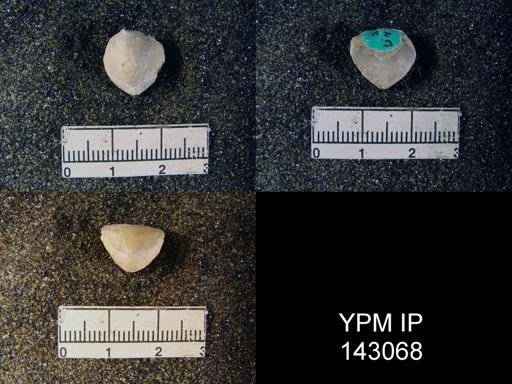 Spirigerella minuta