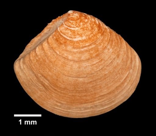 Crassinella lunulata