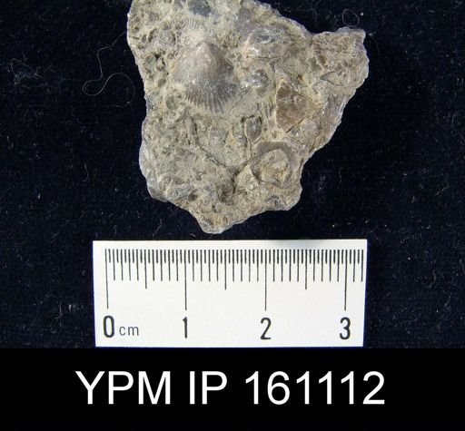 Dalmanella testudinaria