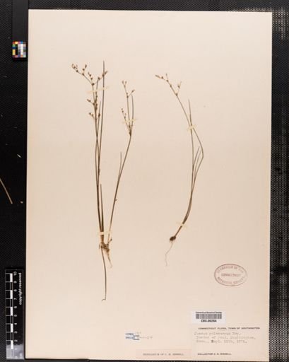 Juncus pelocarpus
