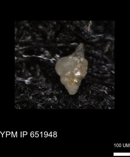 undet. Heterohelicidae