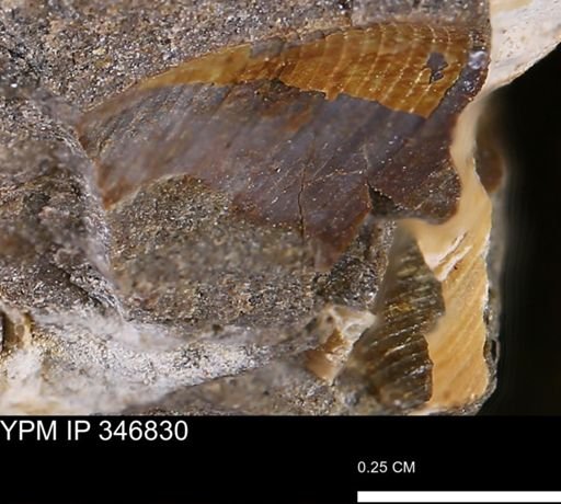 Limopsis striatopunctatus