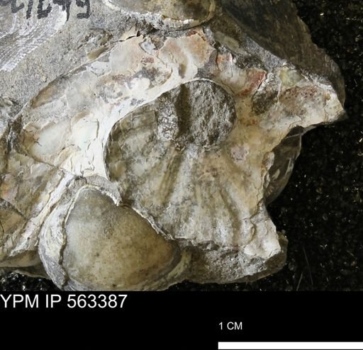 undet. Ammonoidea