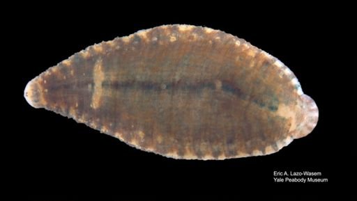 Placobdella ornata