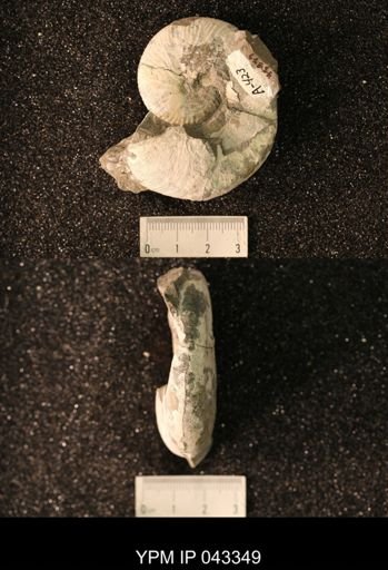 Hoploscaphites nicolletii