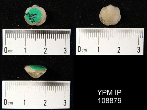 Dalmanella crassa?