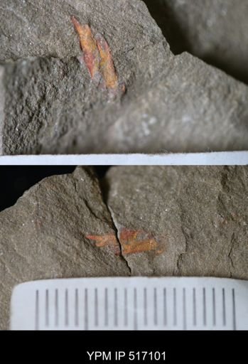 undet. Xiphosura