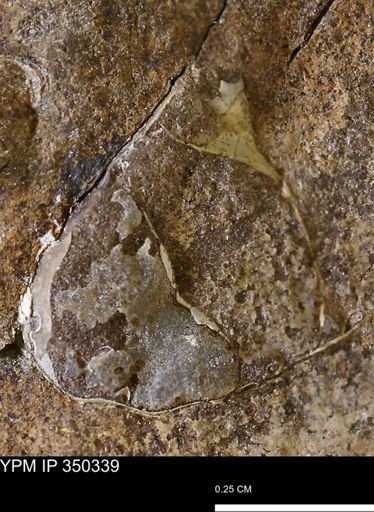 undet. Mollusca