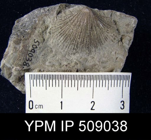 Glyptorthis insculpta