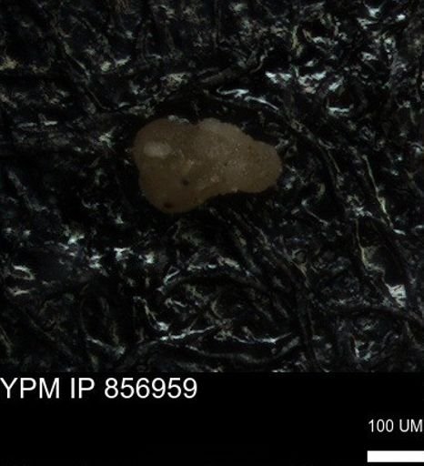 undet. Foraminiferida