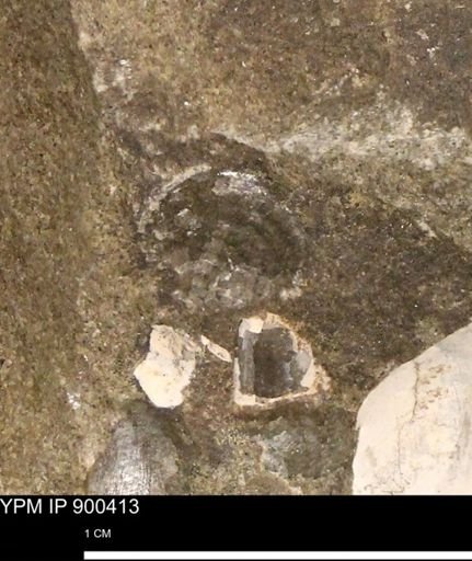 Anomia gryphorhyncha