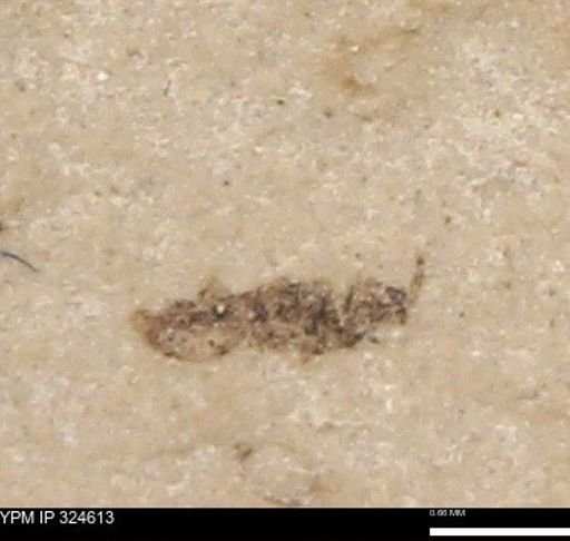 undet. Hymenoptera