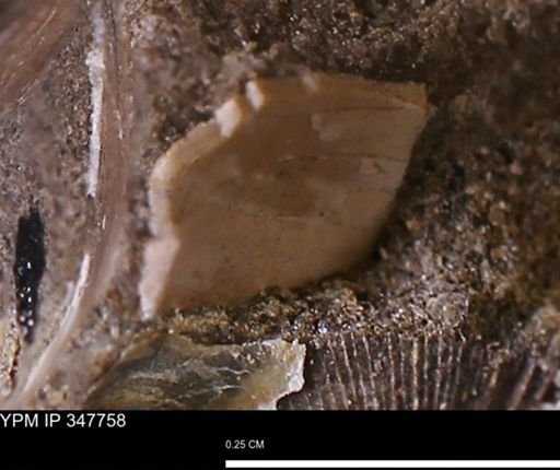 undet. Bivalvia