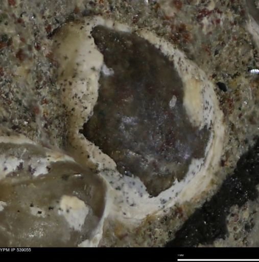 Corbulamella gregaria