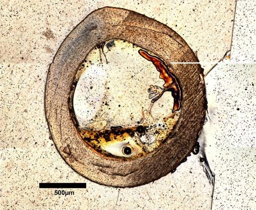 Dipsosaurus dorsalis