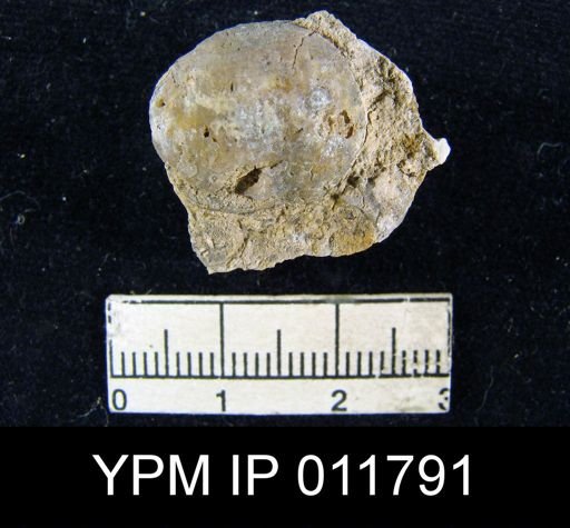 Marginifera sublaevis