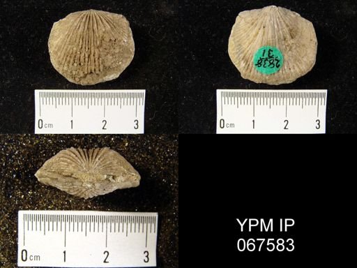 Orthostrophia strophomenoides