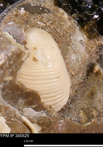 Corbulamella gregaria
