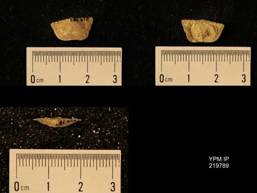 Chonetes granulifer