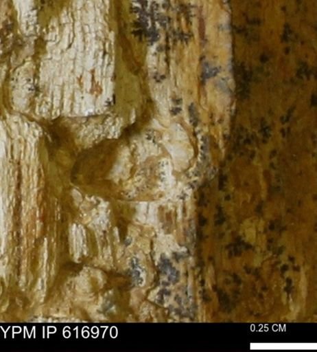 Teredo sp.