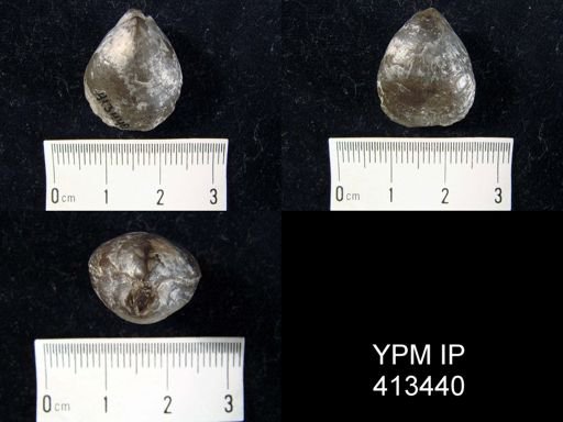 Pentamerus oblongus