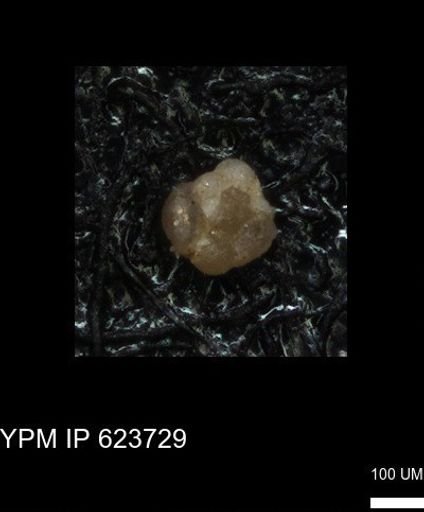 undet. Foraminiferida