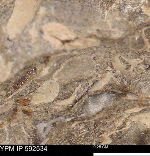 undet. Mollusca
