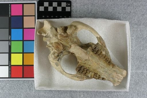 Agriochoerus antiquus