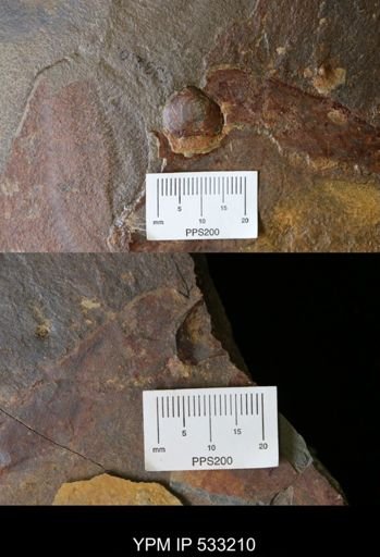 undet. Brachiopoda