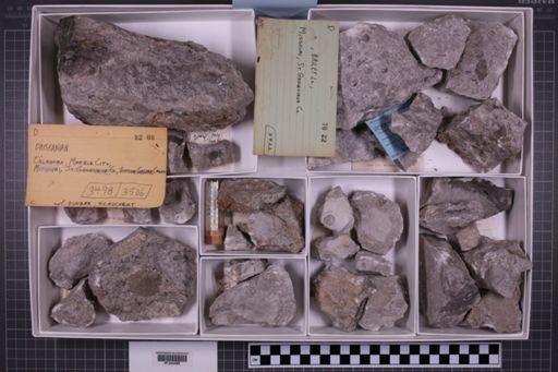mixed taxa, stratigraphic collection